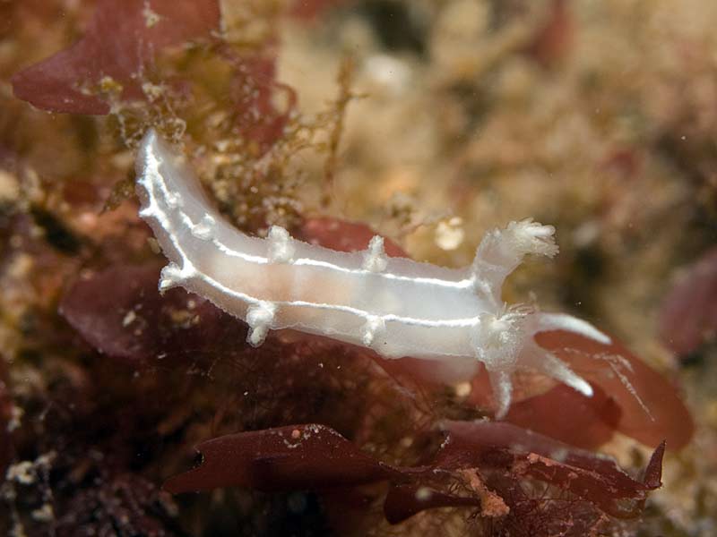 Tritonia lineata